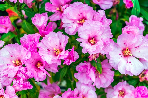 Clarkia amoena fiori rosa