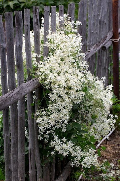 Clematide bianca in fiore sul recinto di legno del villaggio. Composizione estiva.