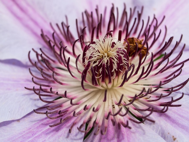 Clematide in fiore in giardino.