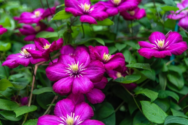 Clematide viola in fiore nel giardino in giornata di sole.