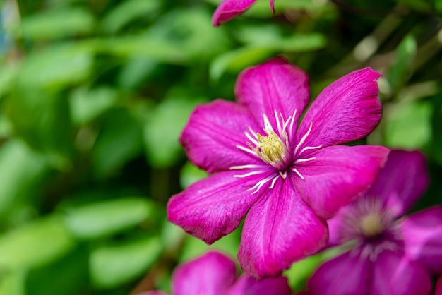 Clematide viola in fiore nel giardino in giornata di sole.