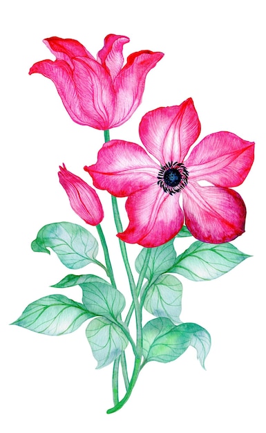 Clematis Disposizione floreale dell'acquerello con i fiori della clematide