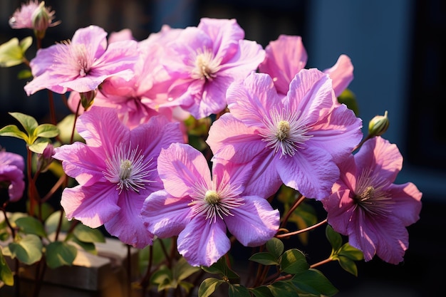 Clematis in fiore in giardino