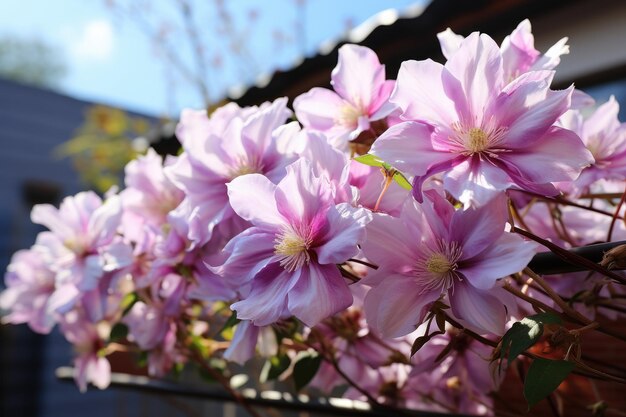 Clematis in fiore in giardino