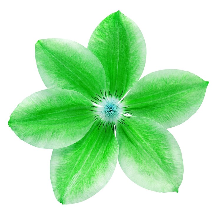 Clematis verde a fiore isolato su sfondo bianco Oggetto a disegno floreale Vista superiore piatta