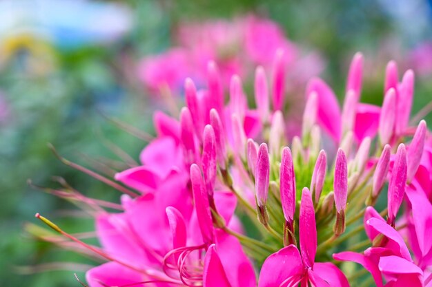 Cleome spinosa in giardino