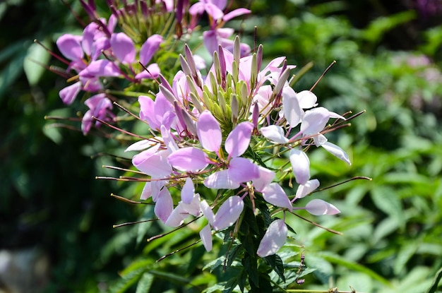 Cleome spinosaFiore di ragno