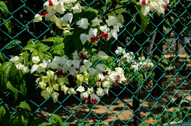 Clerodendrum thomsoniae Bleeding Glorybower