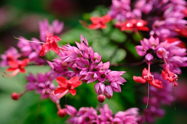 Clerodendrum thomsoniae è una specie di pianta fiorita del genere Clerodendrum. Vite dal cuore sanguinante