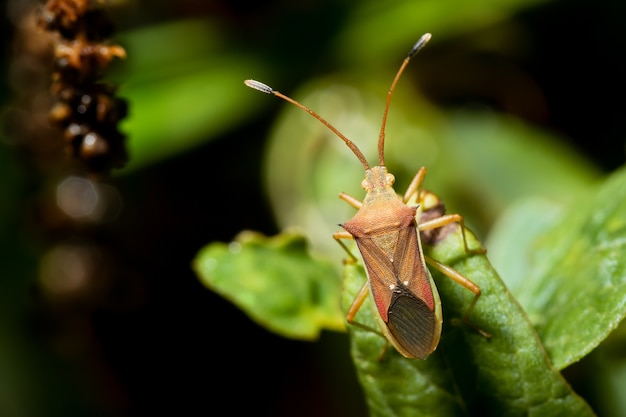 Cletus trigonus (Hemiptera) su una foglia verde