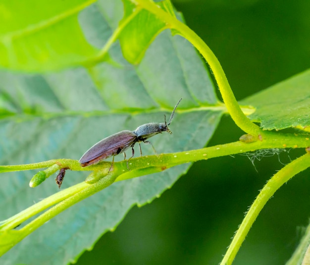 click beetle su pianta stipe