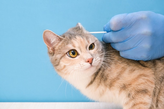 Clinica veterinaria che pulisce le orecchie dei gatti con un veterinario con orecchio in guanti monouso su sfondo blu