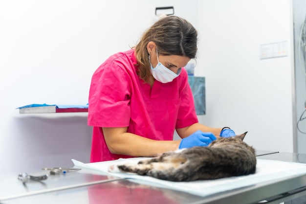 Clinica veterinaria con un veterinario gatto che termina l'operazione sul tavolo operatorio