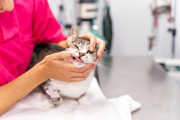 Clinica veterinaria giovane veterinario con un gatto sul tavolo operatorio che controlla i suoi denti