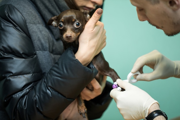 Clinica veterinaria per cani con catetere