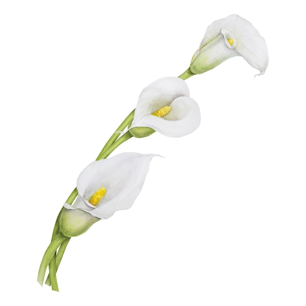 Clipart ad acquerello di fiori bianchi di giglio di calla Illustrazione floreale disegnata a mano per l'invito al matrimonio