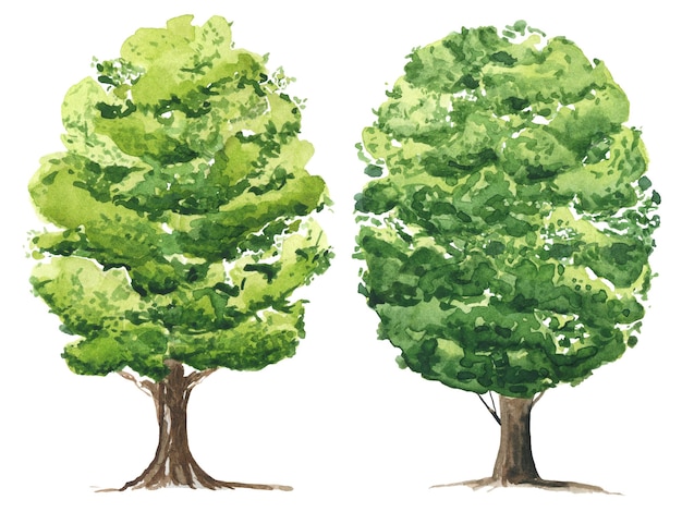 Clipart dell'albero verde dell'acquerello isolato su bianco