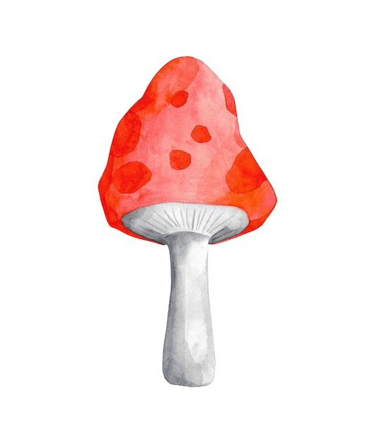 ClipArt di amanita rosso dell'acquerello isolato su priorità bassa bianca. Illustrazione disegnata a mano di fungo velenoso. Elemento di design del fungo maculato.