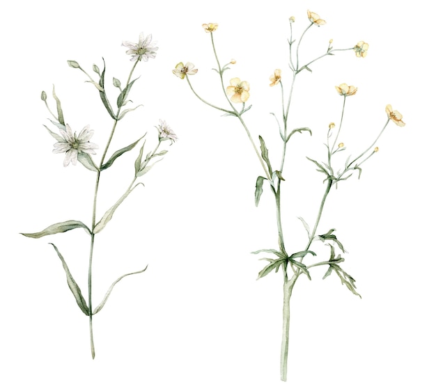 Clipart di fiori di prato e foresta acquerello rabelera holostea stellaria buttercup ranunculus acr
