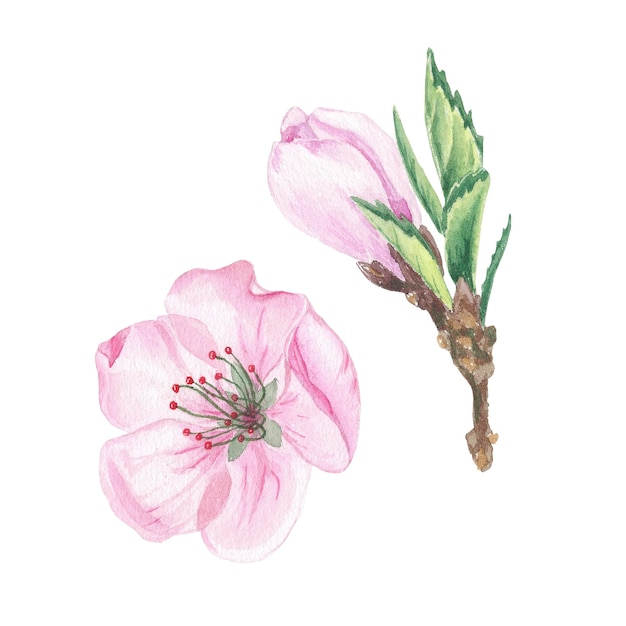 Clipart fiore di ciliegio acquerello Fiore di ciliegio rosa Illustrazioni botaniche per il logo delle etichette