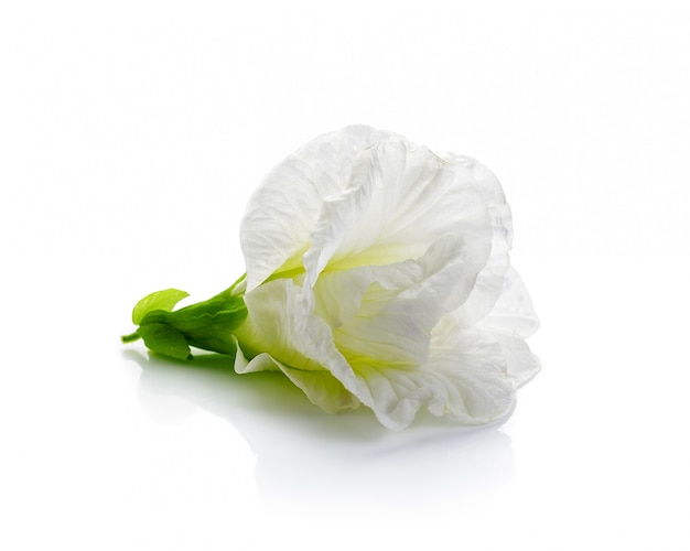 Clitoria ternatea bianco o fiore di Aparajita isolato su spazio bianco