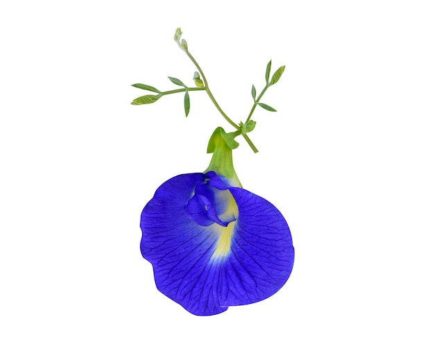 Clitoria ternatea è usato come alimento e come medicina tradizionale ayurvedica e cinese