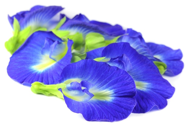 Clitoria ternatea o fiore Aparajita del subcontinente indiano