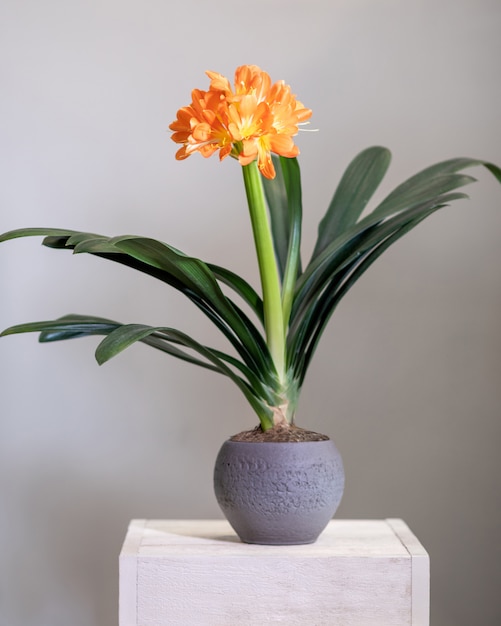 Clivia, Amaryllidaceae fiore pianta in vaso d'argento