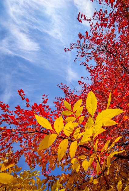 Clone decorativo con foglie rosse in autunno