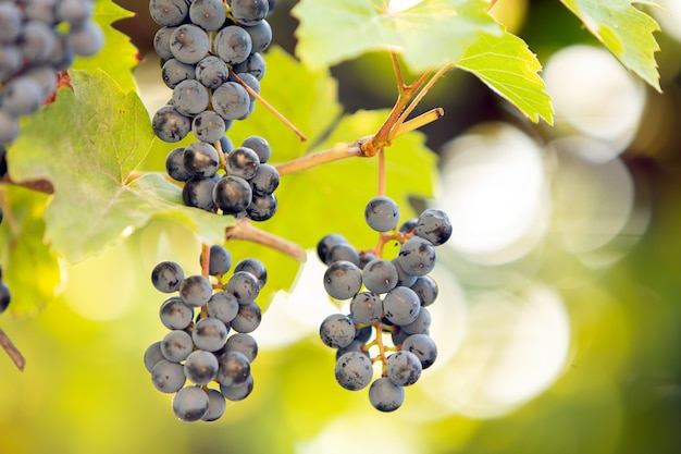 Clopse up della maturazione dei frutti dell'uva sui rami di vite nel giardino estivo