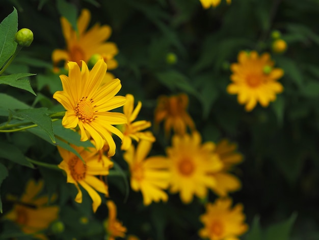 Close up albero giallo calendula o Maxican girasole e foglie verdi. Sfondo floreale.