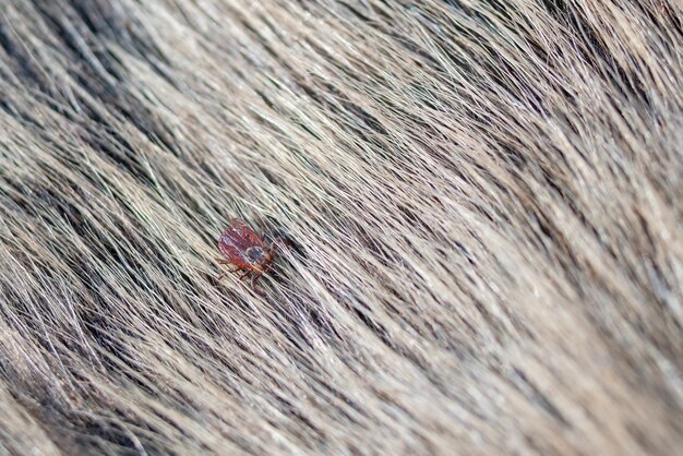 Close up American dog tick strisciando pelo di animali.