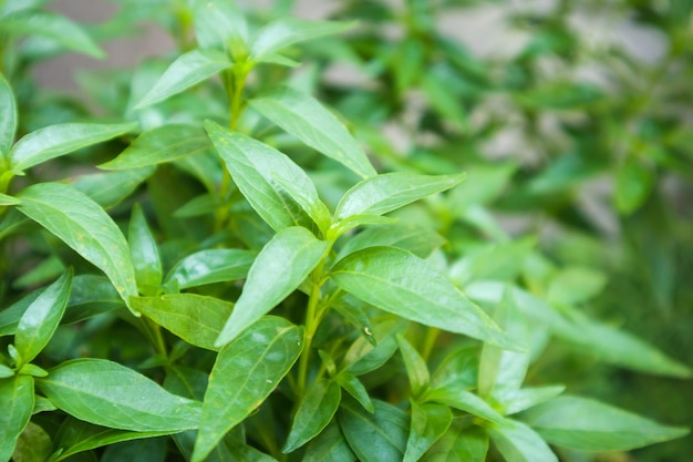 Close up Andrographis paniculata foglie di piante Ayurveda a base di erbe