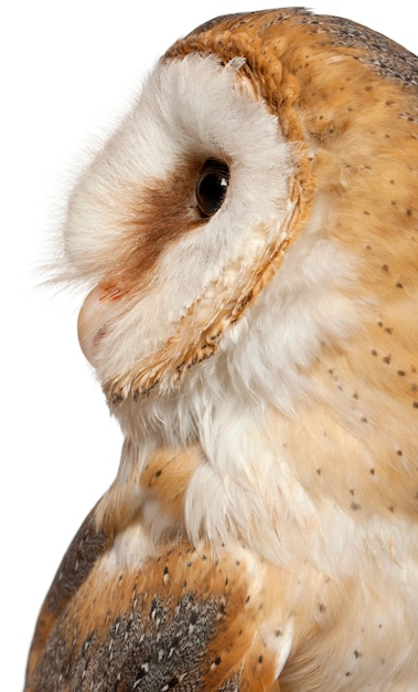 Close up Barbagianni, Tyto alba, davanti a sfondo bianco