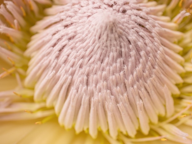 Close-up bouquet primaverile colorato con molti fiori diversi gelatina.