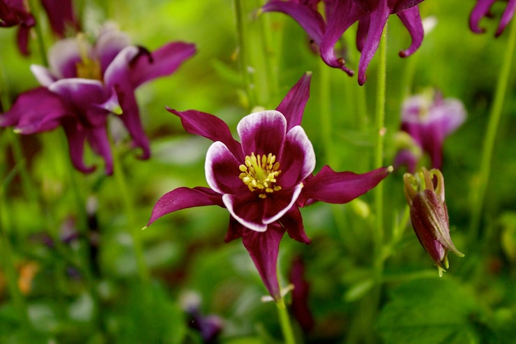 Photo close-up bunga merah muda bermekaran di taman
