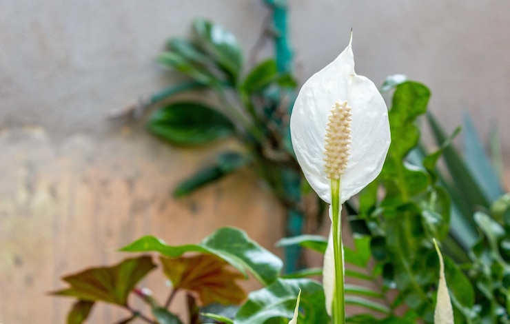 Photo close-up bunga putih yang mekar di luar ruangan