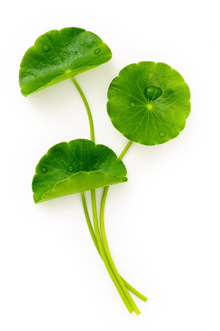 Close up centella asiatica foglie con goccia di pioggia isolata su sfondo bianco vista dall'alto.