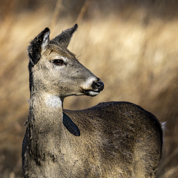 Close-up cerbiatta whitetail ritratto guardando a destra sfocatura backgroun erboso