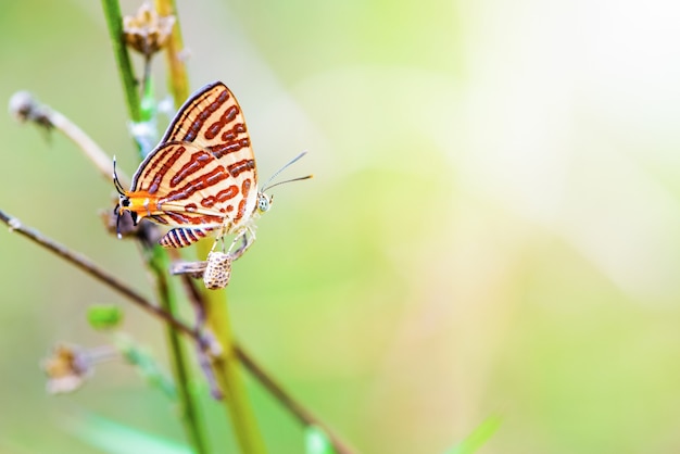 Close up Cigaritis Syama bellissima farfalla con motivo rosso arancio bianco appollaiato usa la gamba per agganciare ovaie o pupa, nido di insetti e propagazione di animali in giardino su sfondo verde luce solare della natura
