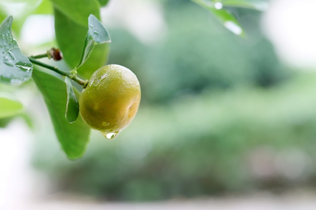 Close up Citrus Japonica Thunb con goccia d'acqua