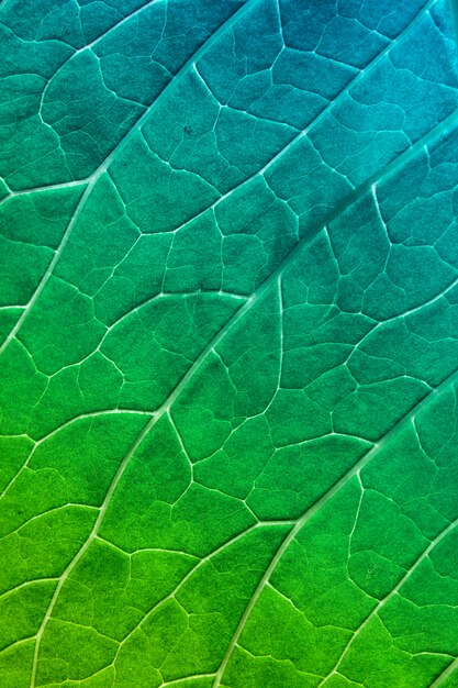 Close-up colorato di verde-blu foglia di una pianta con vene. Sfondo naturale