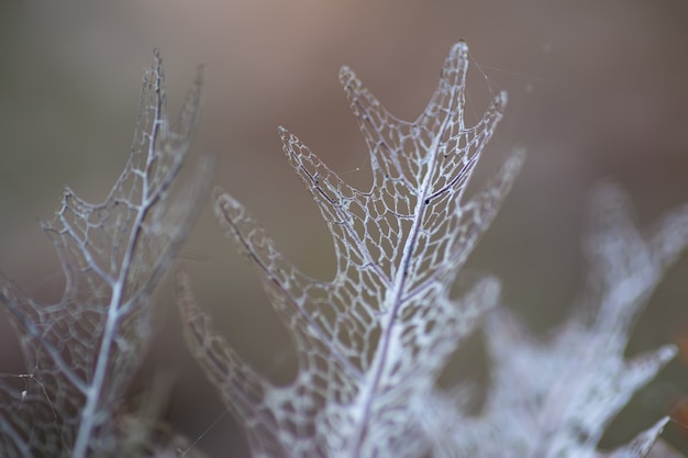 Close up Colore marrone Vecchie foglie di felce