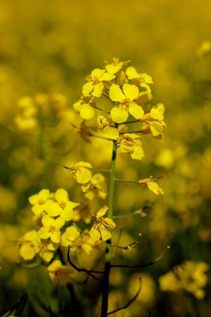 Close up colza in fiore nel campo agricolo La colza viene coltivata per la produzione di alimenti per animali oli vegetali e biodiesel