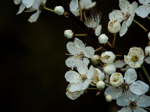Close-up dei fiori di ciliegio bianco in primavera
