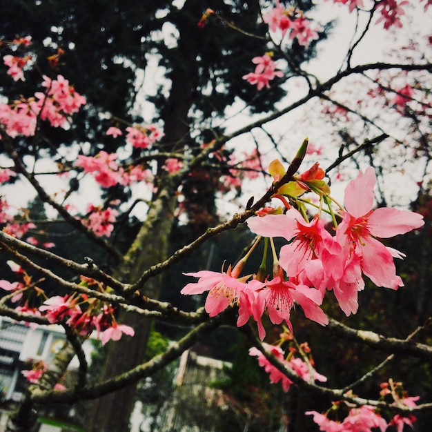 Close-up dei fiori di ciliegio rosa in primavera