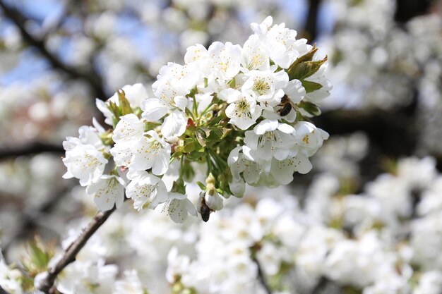 Close-up dei fiori di mela in primavera