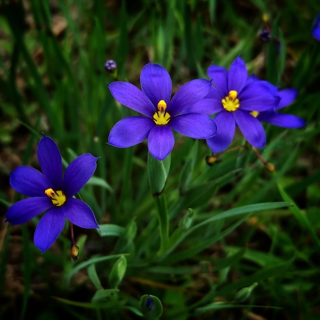 Close-up dei fiori di sisyrinchium bermudiana che fioriscono sul campo in un parco