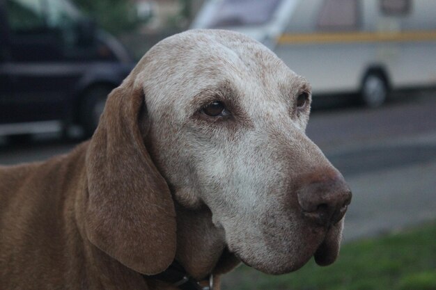 Close-up del cane che guarda da un'altra parte