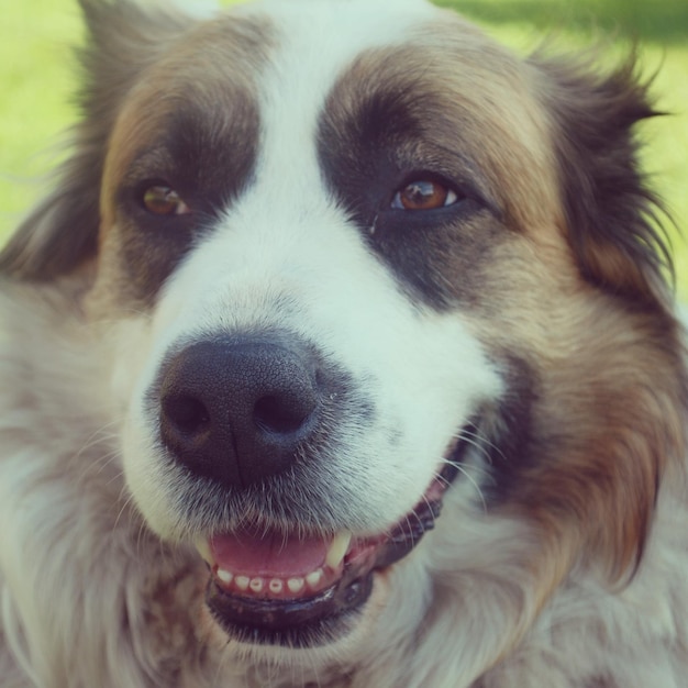 Close-up del cane che guarda da un'altra parte